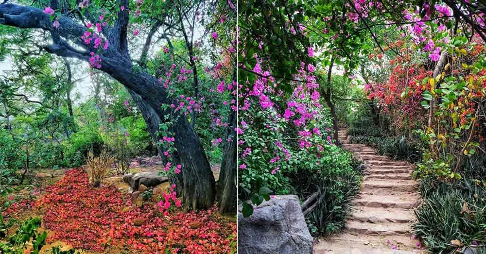 Kamla Nehru Ridge Park In Delhi 